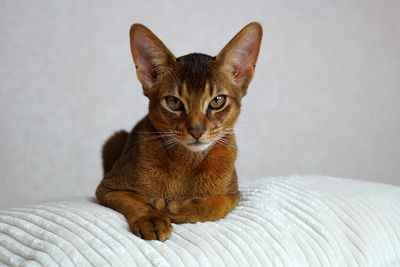 An abyssinian cat lying on a white soft pillow on a sofa and looking straight to the camera