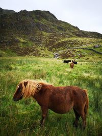 Pony in a snowdonia 