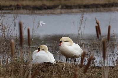 Swans at lakeshore