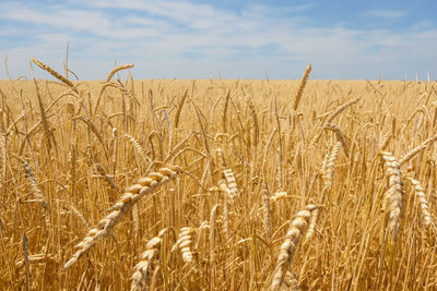 agriculture