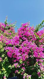 Low angle view of pink flowers blooming on tree