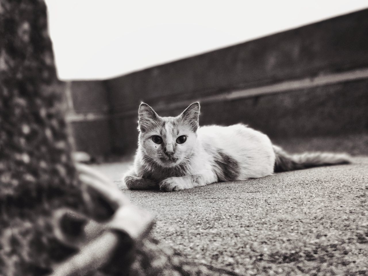 CLOSE-UP PORTRAIT OF CAT LYING DOWN