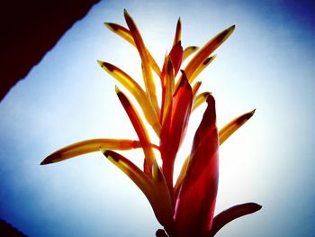 Close-up of flower against sky