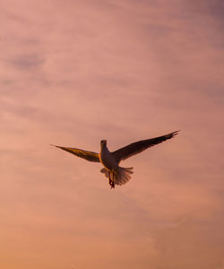 Low angle view of seagull flying in sky