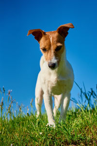 Dog on grassy field against clear blue sky