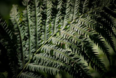 Close-up of fern leaves
