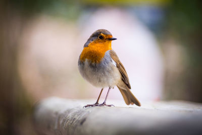 Close-up of robin perching on railing