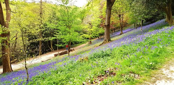 View of purple flowering plants on land