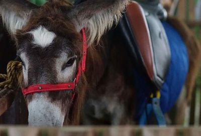 Close-up of horse