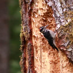 Close-up of lizard on tree trunk