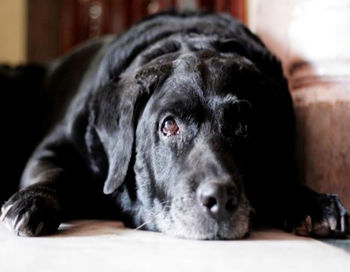 Close-up portrait of black dog