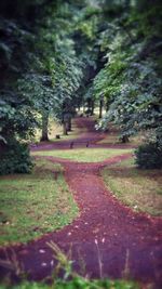 View of trees on landscape