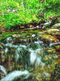 Stream flowing through forest