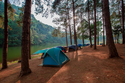 Tent on field by trees in forest