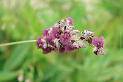 Close-up of purple flowering plant