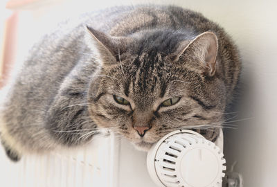 Close-up portrait of cat at home