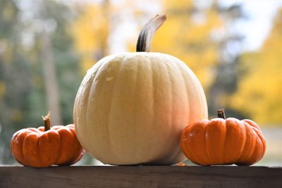 Close-up of pumpkins on table during autumn