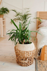 Close-up of potted plant on table at home