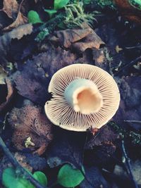 High angle view of mushroom growing on field