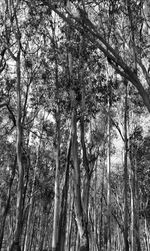 Low angle view of bamboo trees in forest