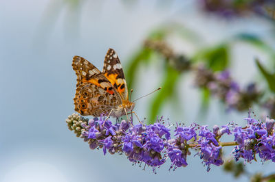 Butterfly pollinating on flower