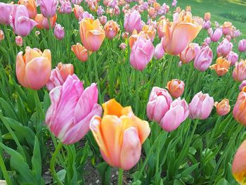 Close-up of pink tulips