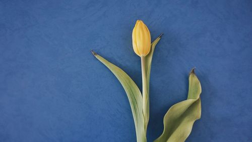 Close-up of fresh yellow flower against blue background