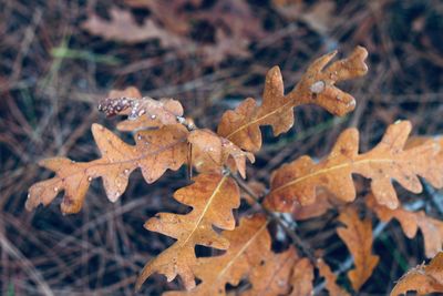 Close-up of dry maple leaves on land