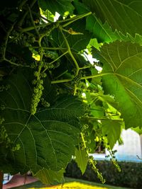 Close-up of fresh green leaves on plant