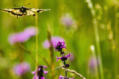 Close-up of insect on purple flowering plant