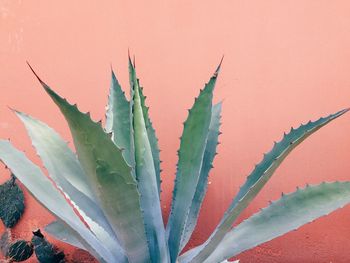 Close-up of cactus plant