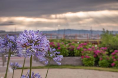 Close-up of pink flowering plants on field against sky