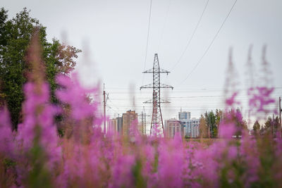 Scenic view of purple flowering plants against sky