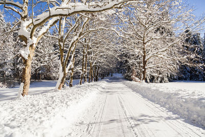 Snow covered trees against sky