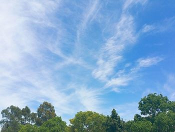 Low angle view of trees against blue sky