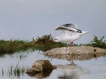 View of bird perching in a water