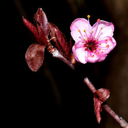 Close-up of pink flowers blooming outdoors