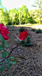 Close-up of red flowers blooming against sky