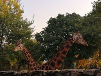 Close-up of a horse on tree