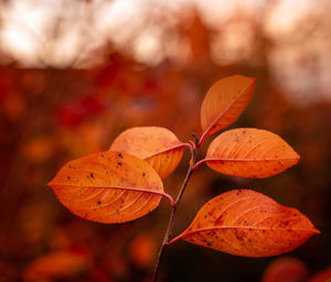 Close-up of autumn leaves