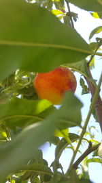 Low angle view of fruits on tree