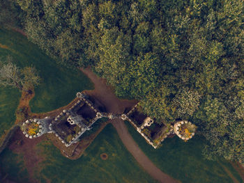 High angle view of trees in forest