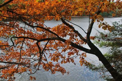 Autumn leaves on tree by lake