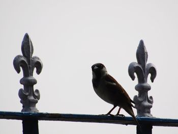 Birds perching on railing against sky