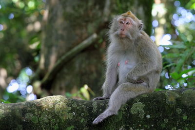 Close up of monkey sitting on tree