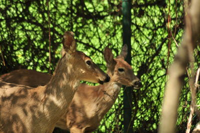 Close-up of deer in forest