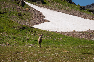 Dog walking on road amidst land