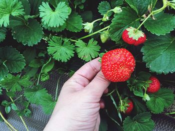 Cropped image of person holding strawberry growing outdoors