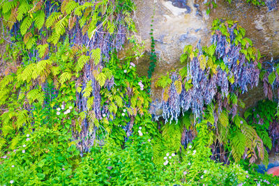 Full frame shot of flowering plants and trees in forest