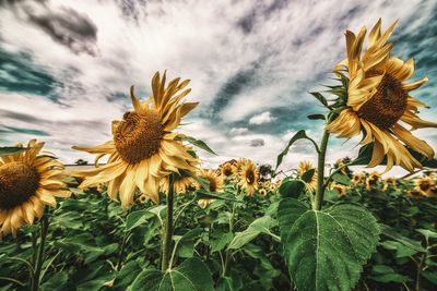Low angle view of sunflowers blooming on field against sky